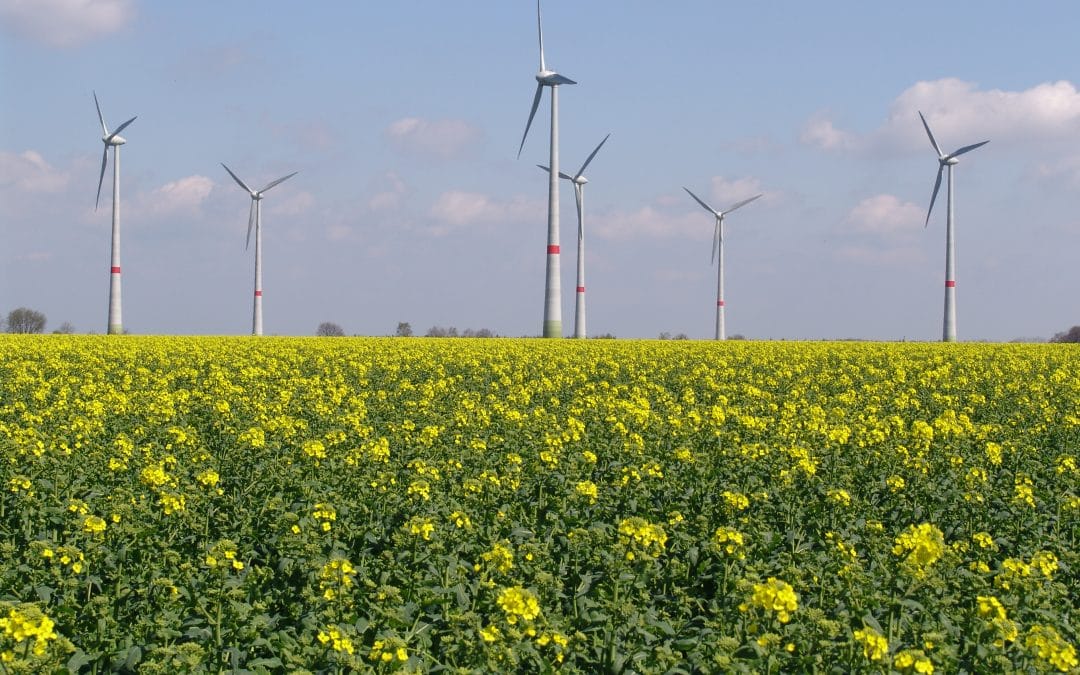 Windpark Scholen